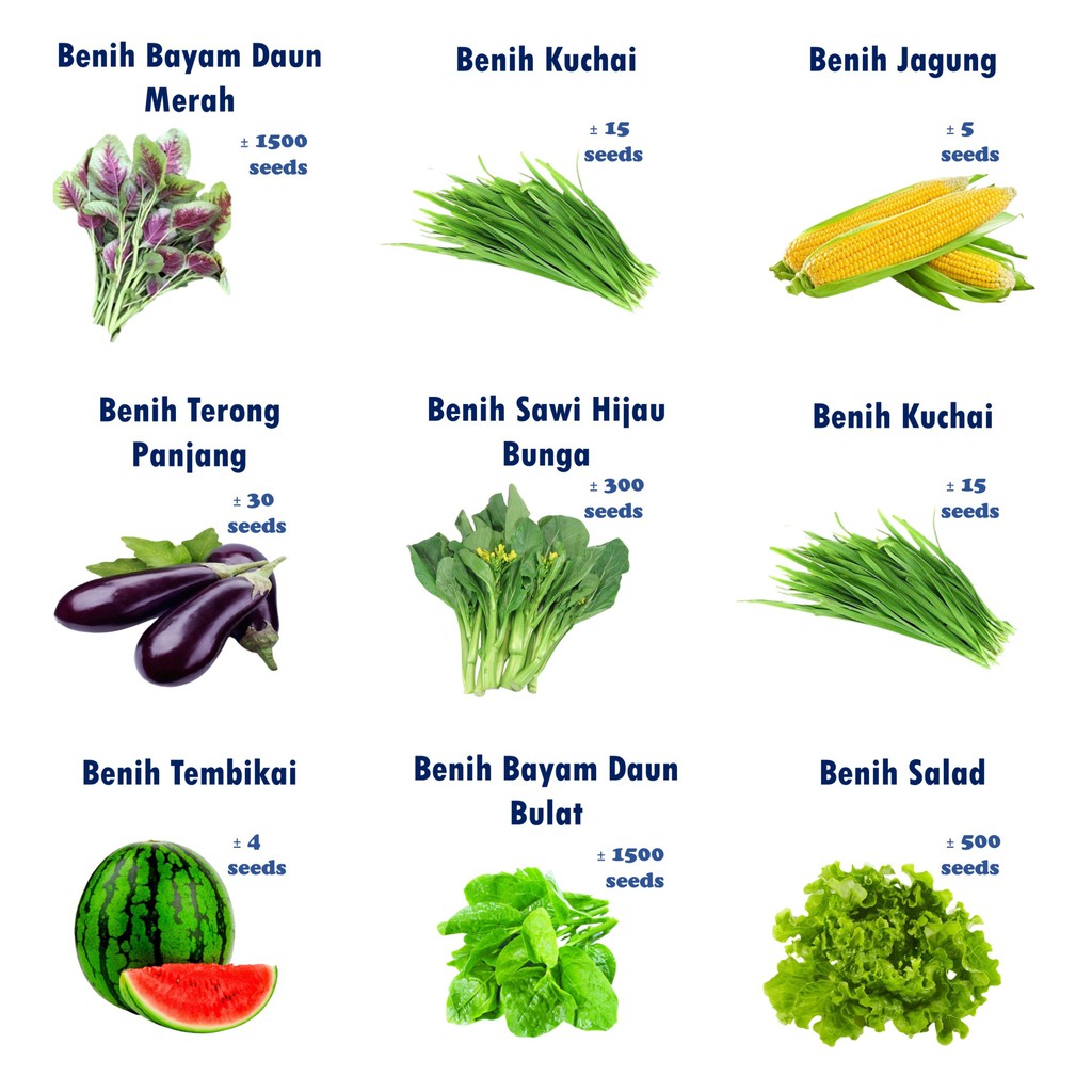 1 2 Biji Benih Sayur Dan Buah Vegetables Seeds Sawi Kuchai Bayam Kailan Salad Ketumbar Sawi Putih Pak Choy Jagung Labu