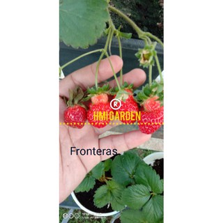  Pokok  Strawberry 100 Tanah Rendah induk  terbukti berbuah 