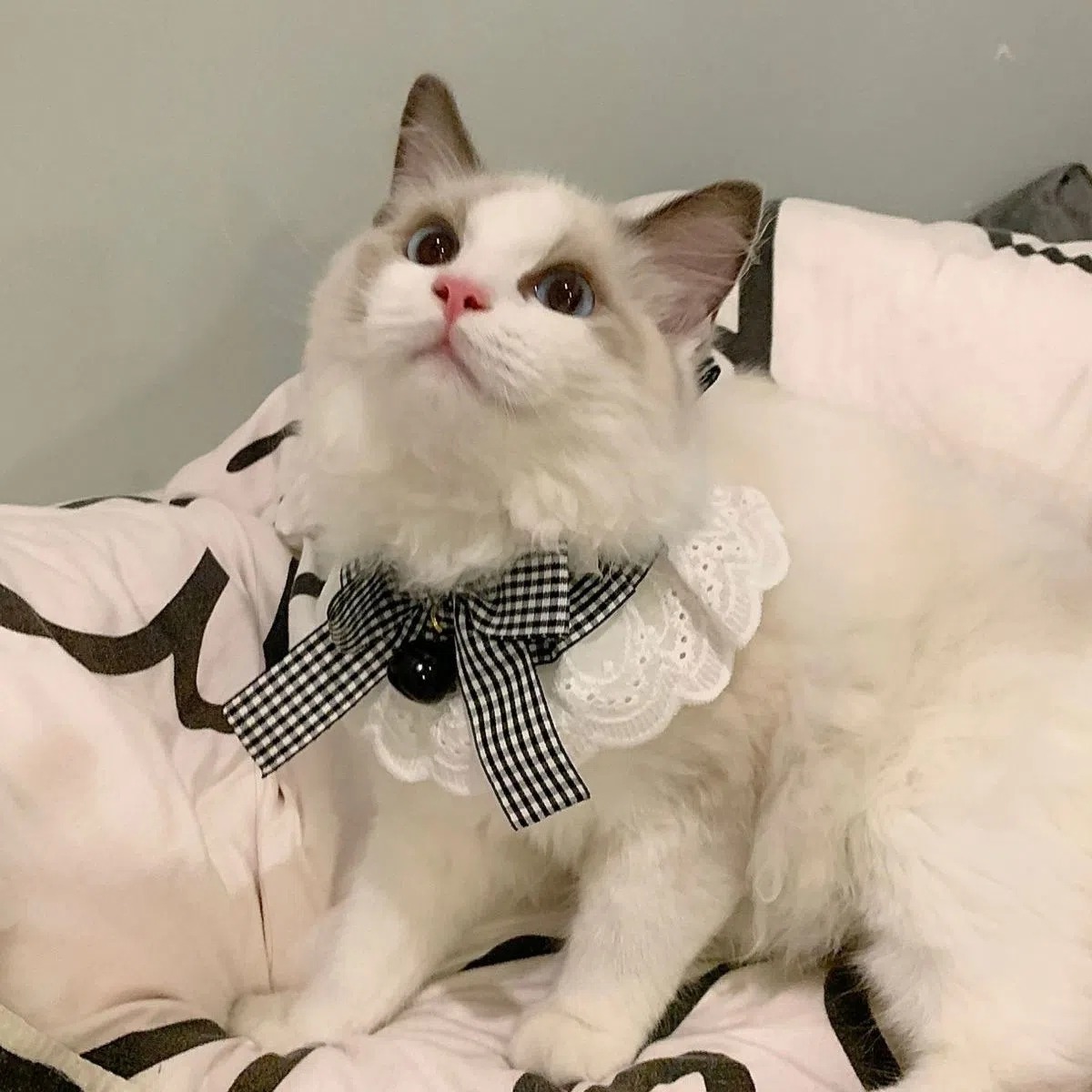 Pet_baby8 Pet Products, Online Shop Shopee Malaysia