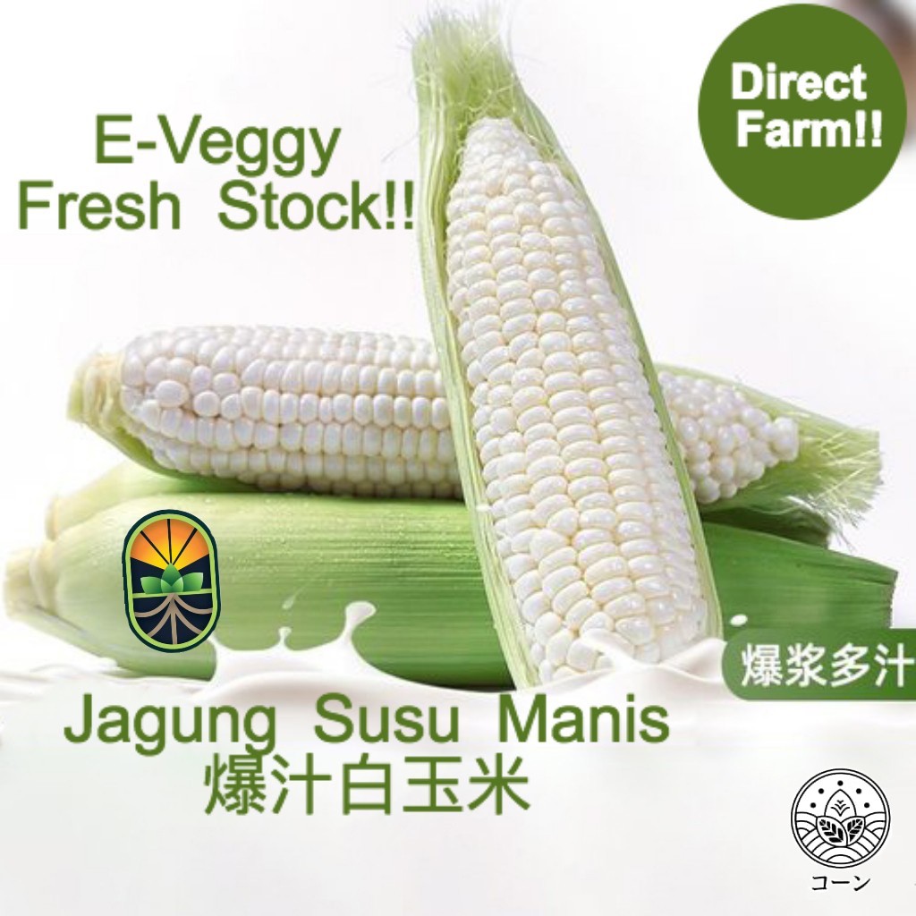 6-10 PCS | Grade A/AA/AAA | Cameron Highlands Sweet White Corn | Jagung Susu Manis | 爆汁白玉米 