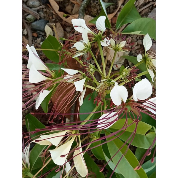 Pokok Dala / Dangla pokok exotic | Shopee Malaysia