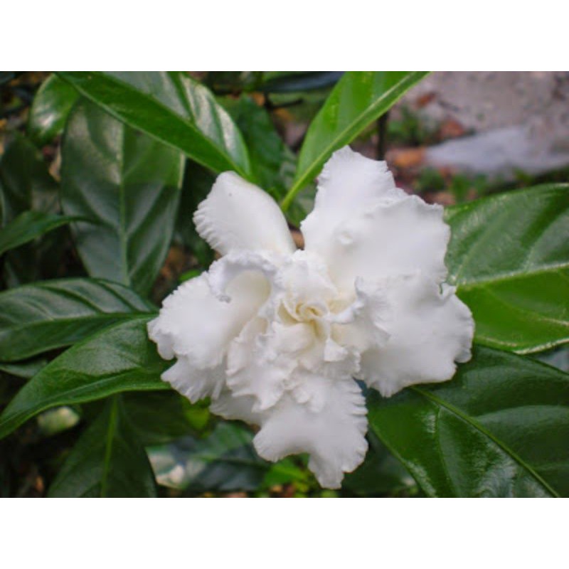 Pokok Bunga Susun Kelapa Shopee Malaysia