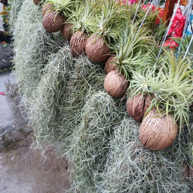 Pokok Janggut Air Plant