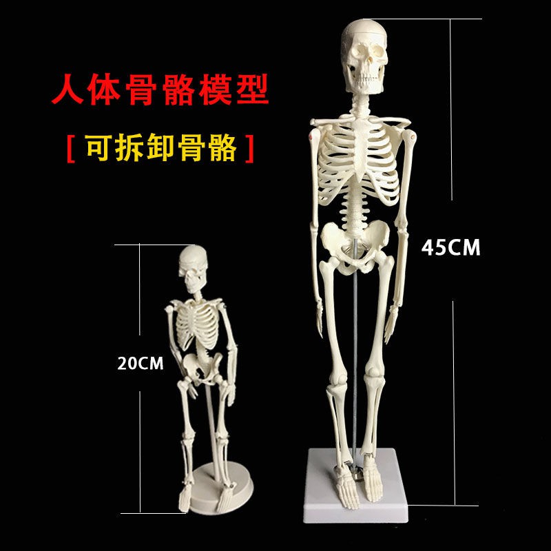 Rangka Saiz Rangka Badan Manusia Boleh Ditanggalkan untuk Model Demonstrasi Perubatan Skeleton Model Size Skeleton Human Body Detachable for Medical Demonstration Model骨骼模型20CM 45CM大小骨架人體可拆卸用于醫學示演模型花下MUXI