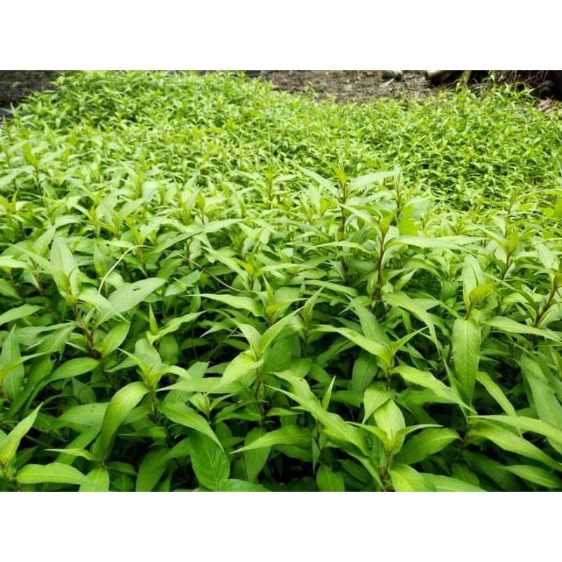 Anak Pokok Kesum (Masakan) | Shopee Malaysia