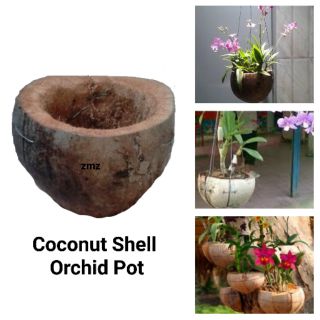 Coconut Shell Orchid Pot  Pasu Orkid Sabut  Kelapa  Shopee  