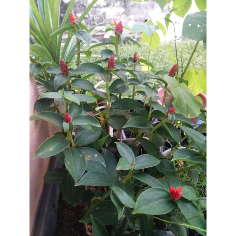 Anak Pokok Gincu Costus Woodsonii