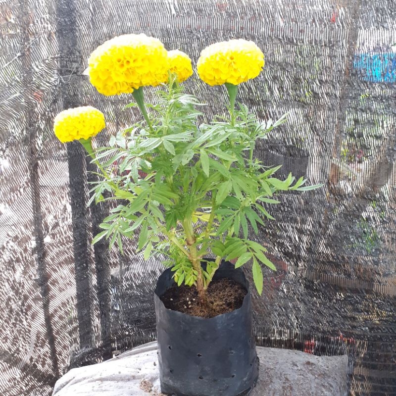 Buy Ready Stock Pokok Bunga Marigold Oren Kuning Seetracker Malaysia