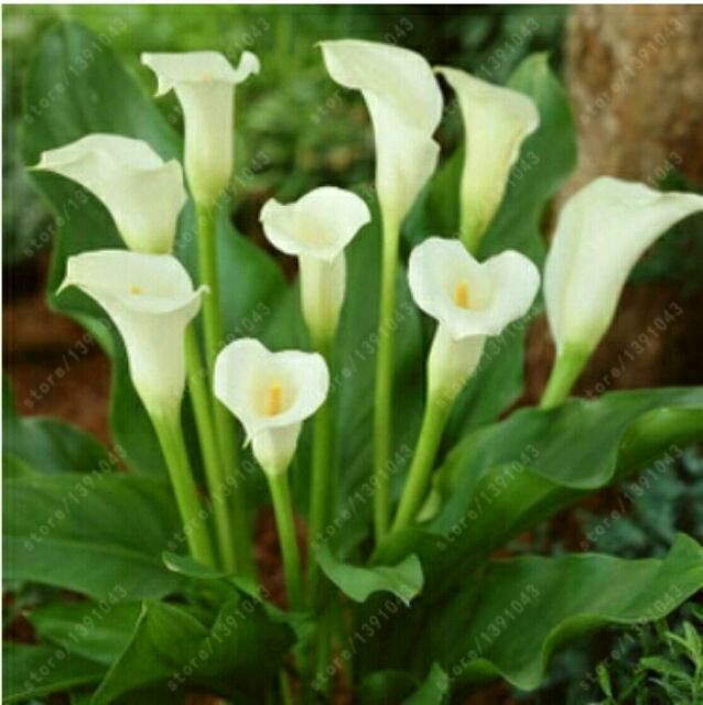 100 120 Pcs Calla Lily Seed Rare Flower Not Lily Bulb Bonsai Pot Plant Perennial Bunga Lili Shopee Malaysia