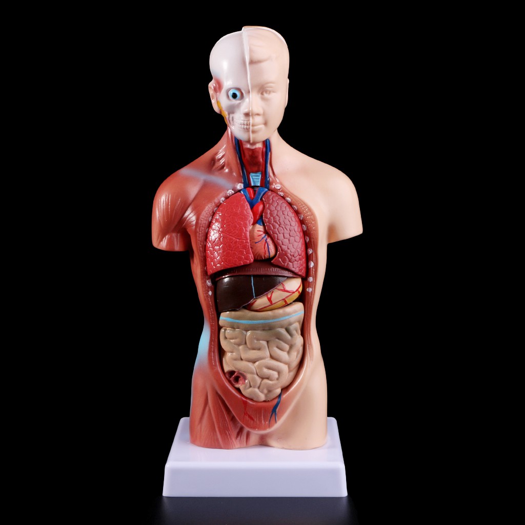 Gudskjelov! 31+  Vanlige fakta om  Torso Anatomy Diagram! 9 photos of the human anatomy torso diagram activate javascript anatomical models human, human muscular skeletal, models human anatomy, muscle torsos, sectional torsos, torso wikipedia.