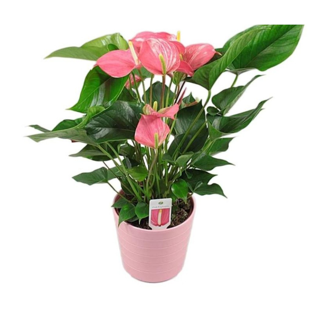 Indoor Plant - Anthurium 