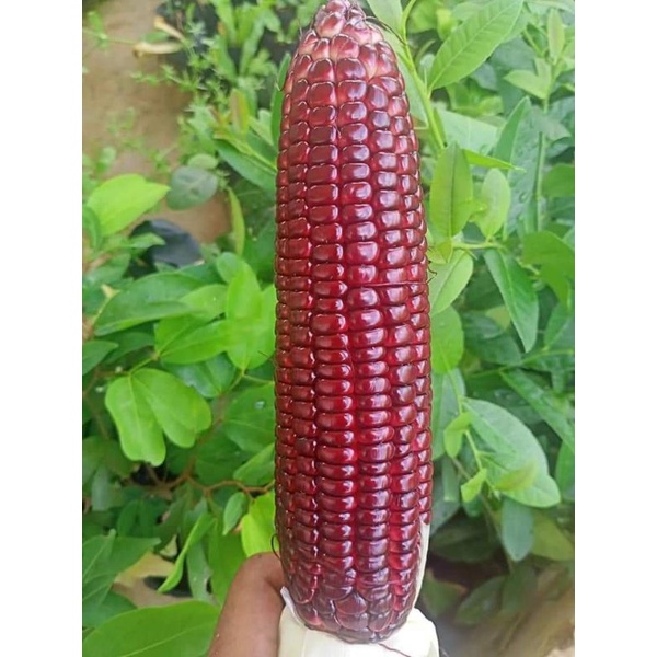 Biji Benih Jagung Manis Ungu F1 Hybrid Rm5 25pcs Rm10 52pcs Purple