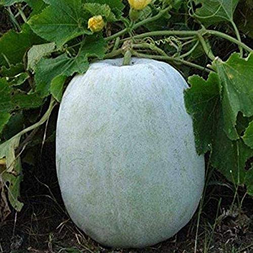 Buy Papcool Ash Gourd Sẹẹds 10 White Gourd Sẹẹds 30 Winter Melon Sẹẹds Wax Gourd Gourds White V15t Seetracker Malaysia