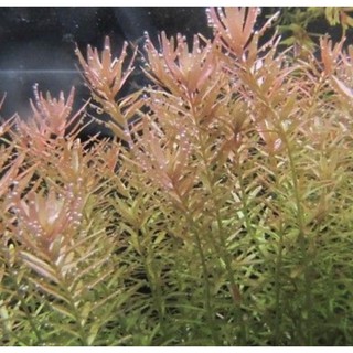 Rotala Cylon Pot Aquascape  Aquarium Vivarium Paludarium 