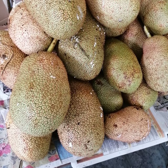 1 KG Rm6 BUAH CEMPEDAK MANIS UNTUK DIJUAL ISI OREN KEKUNINGAN 