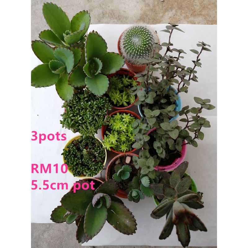 Buy 3 Pots Succulent Rm11 多肉黄金草 Seetracker Malaysia