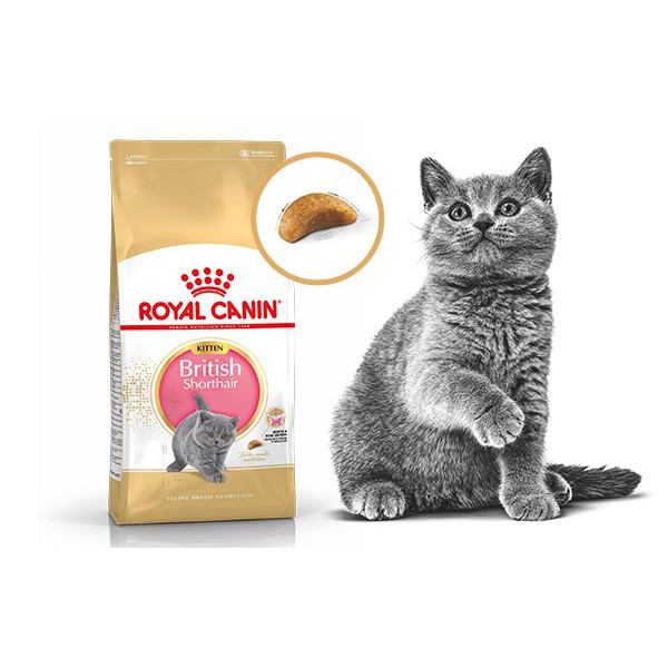 royal canin british kitten