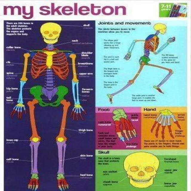 (BBW) My Skeleton Wallchart (Byeway Wall Charts) (ISBN: 9781859972687 ...