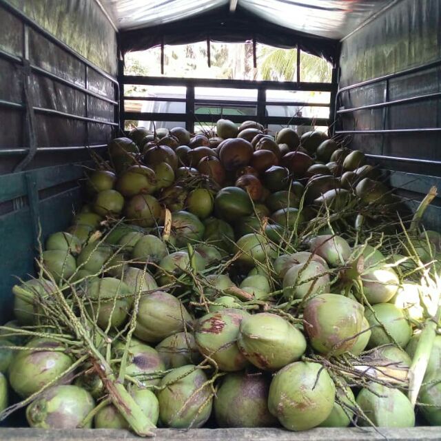 Pembekal kelapa muda