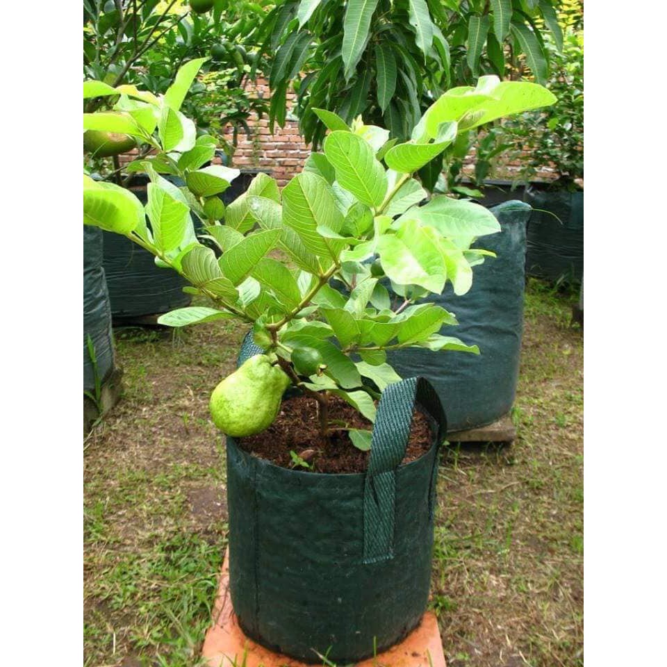  Pokok jambu  batu Seedless hiybrid Shopee Malaysia