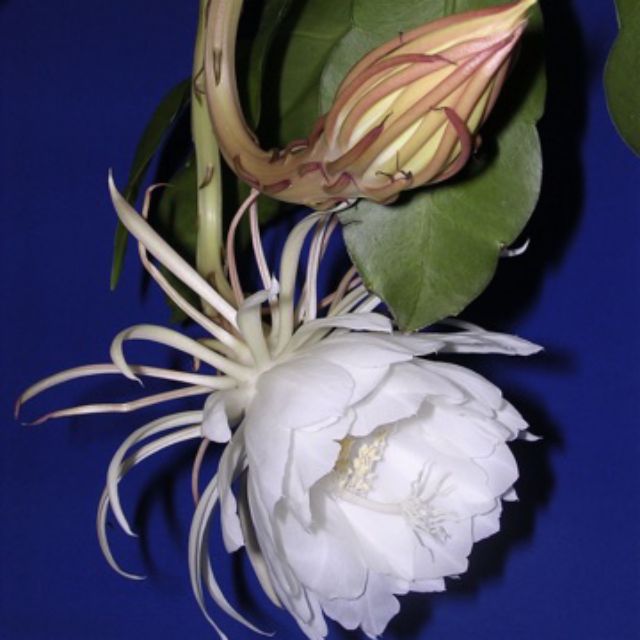 Pokok Bunga Bakawali Kembang Malam