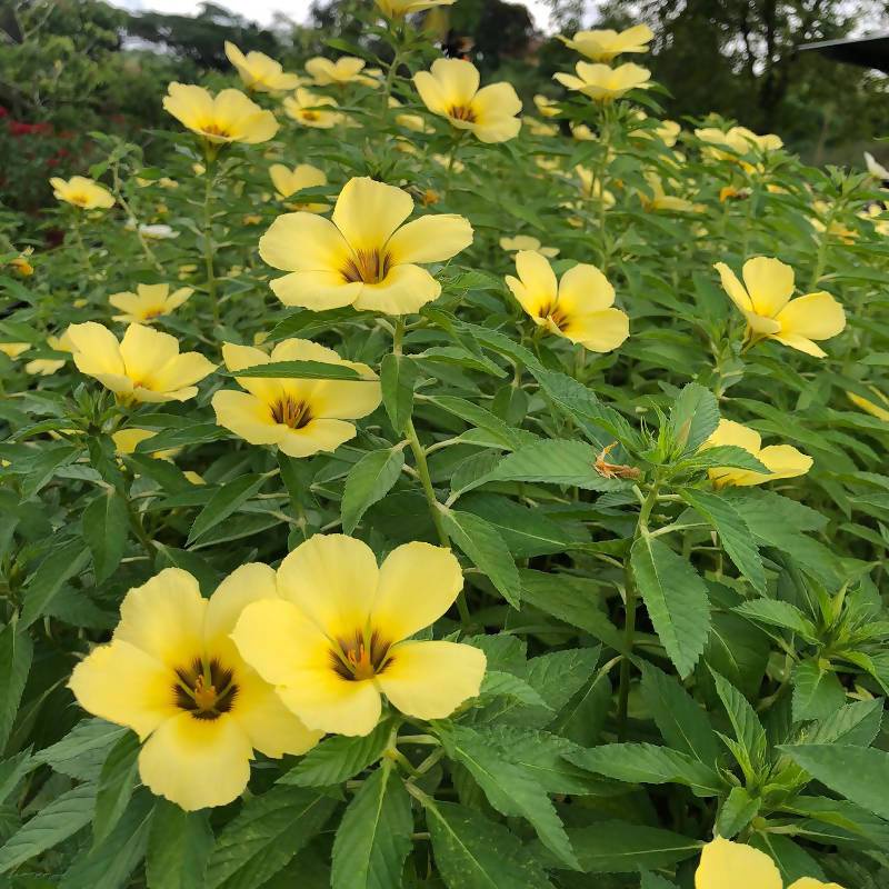 POKOK YELLOW TURNERA SUBULATA YELLOW ALDER BUNGA LIDAH KUCING BUNGA ...