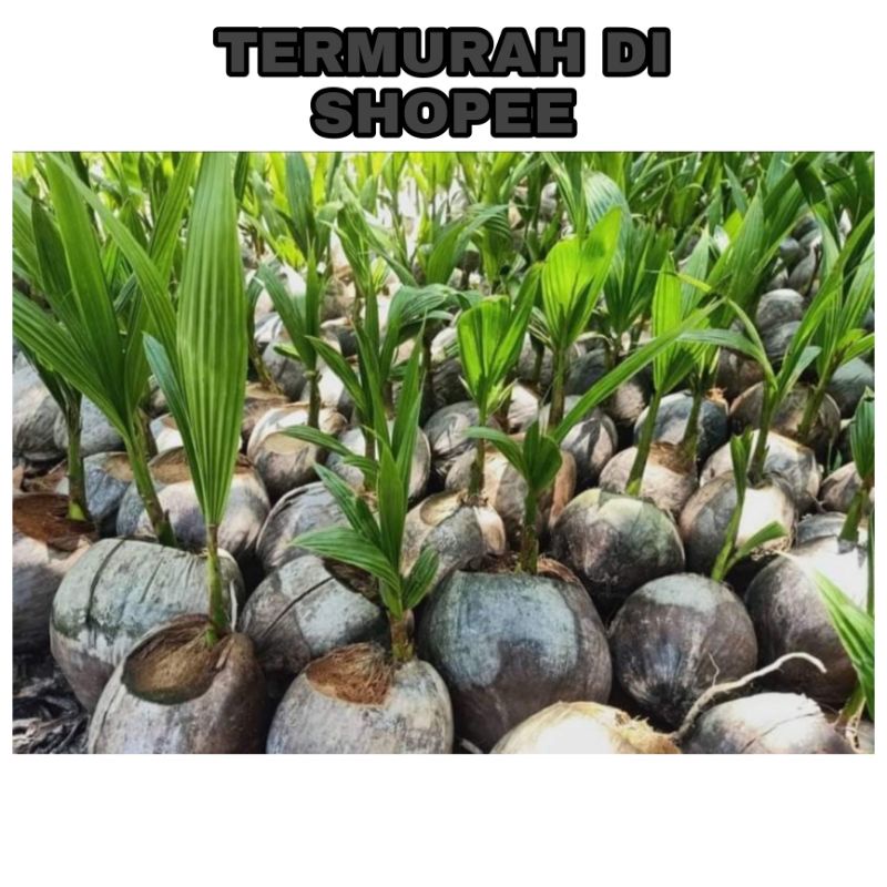 Buy (BELI 1 HARGA BORONG) benih kelapa anak pokok kelapa sgg/matag 