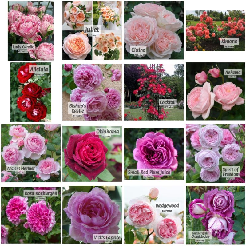 New Part 2 3 Pokok Ros English Rose Roses Jepun Japan Floribunda Hybrid Tea Mini Shrub Kordes Ros Clair Martin Berid Shopee Malaysia