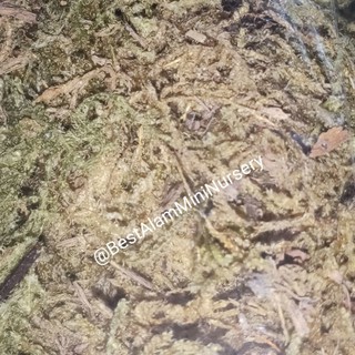 Sphagnum moss ( lumut kering ) 40gram | Shopee Malaysia
