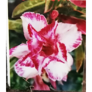 TOP PICK THAILAND ADENIUM WITH POT  SELECTED COLOR REAL 