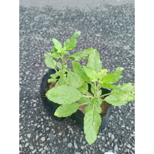 anak pokok kemangi holy basil tulasi thai basil pokok herba