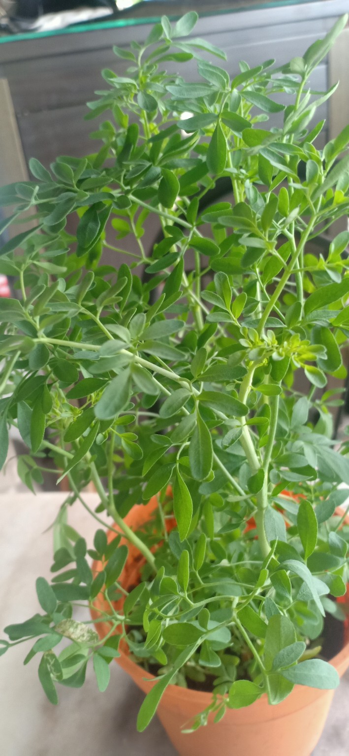 Benih Anak Pokok Garuda Aruda Penghalau Serangga Perosak驱邪驱虫臭草 Shopee Malaysia