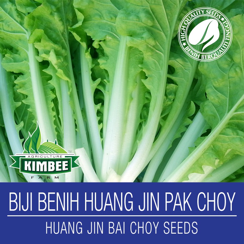 6000 Biji Benih Huang Jin Pak Choy, Pak Choy Sawi Kerinting, Benih