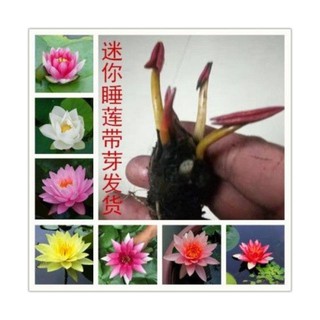 Mini Water Lily Roots With Flower Buds And Buds Bowl Lotus Seeds Four Seasons Hy迷你睡莲根块带花芽苞碗莲种子四季水培植物室内水养小型荷花根茎3 19 Shopee Malaysia