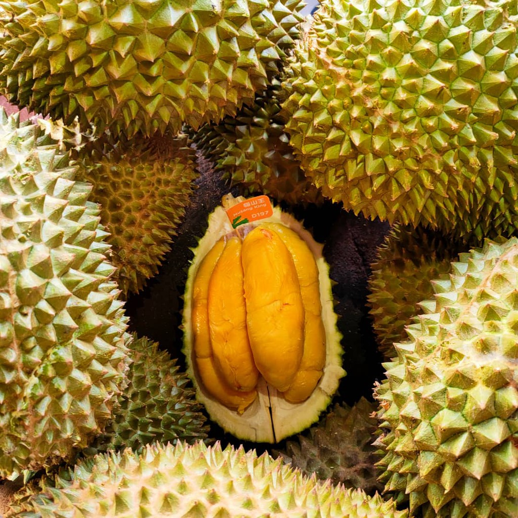 durian udang merah vs musang king