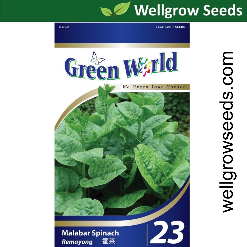 Brazilian Spinach Malabar (50 seeds) 马拉巴尔菠菜 Biji Benih Remayong Bayam Brazil Green World GW023 Smooth leaves