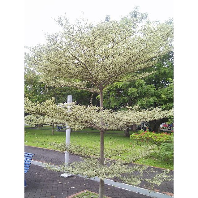 Bucida Variegated Pokok Doa Shopee Malaysia