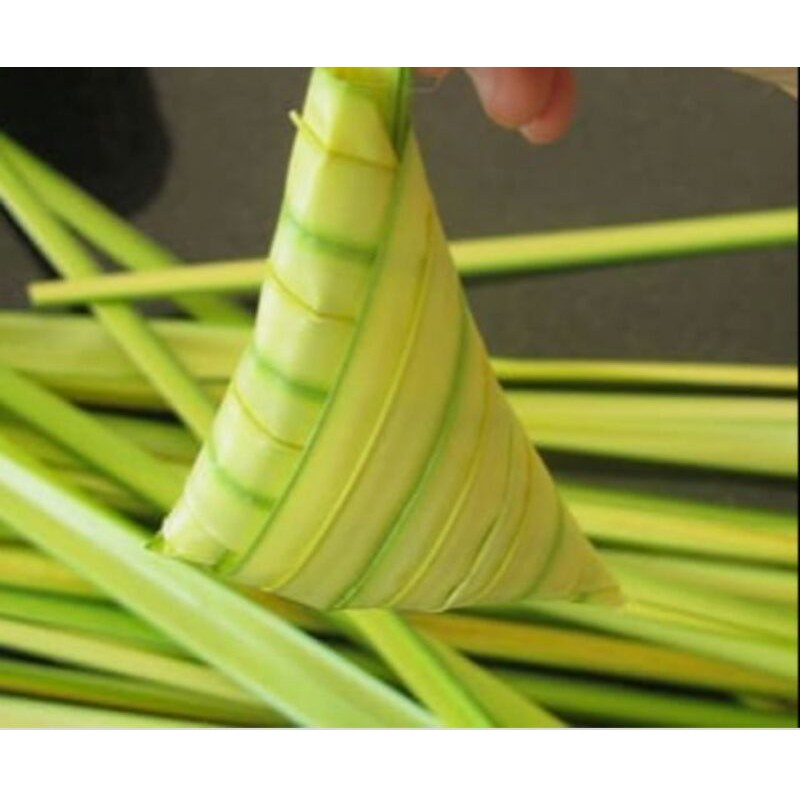 Buy Biji Benih Pokok Palas Minyak Ketupat Seetracker Malaysia