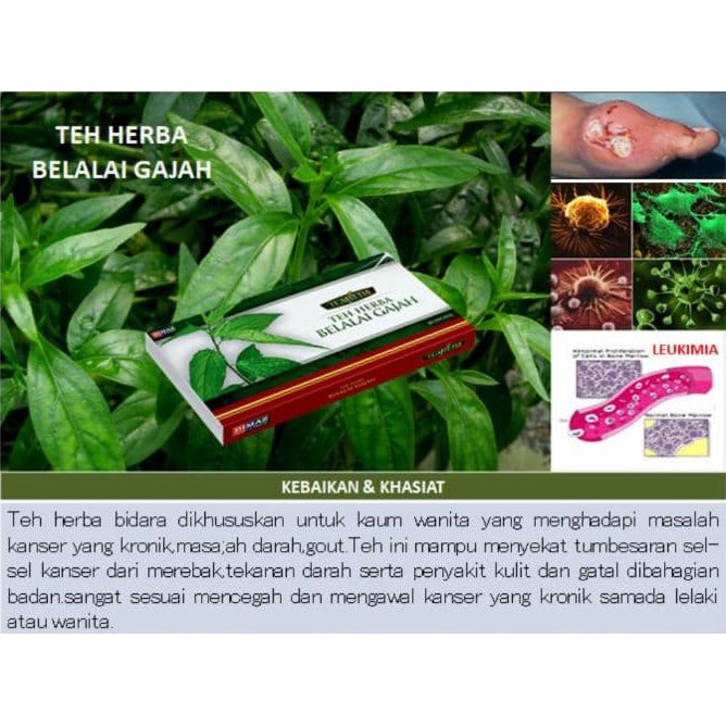 herba untuk sakit buah pinggang