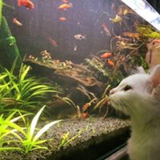 Kedai Emas Teacher Ira 007