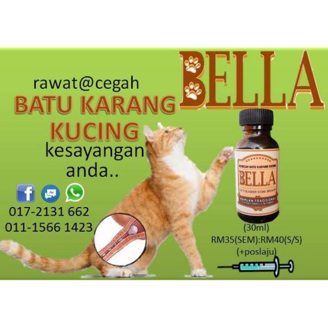 Kucing batu