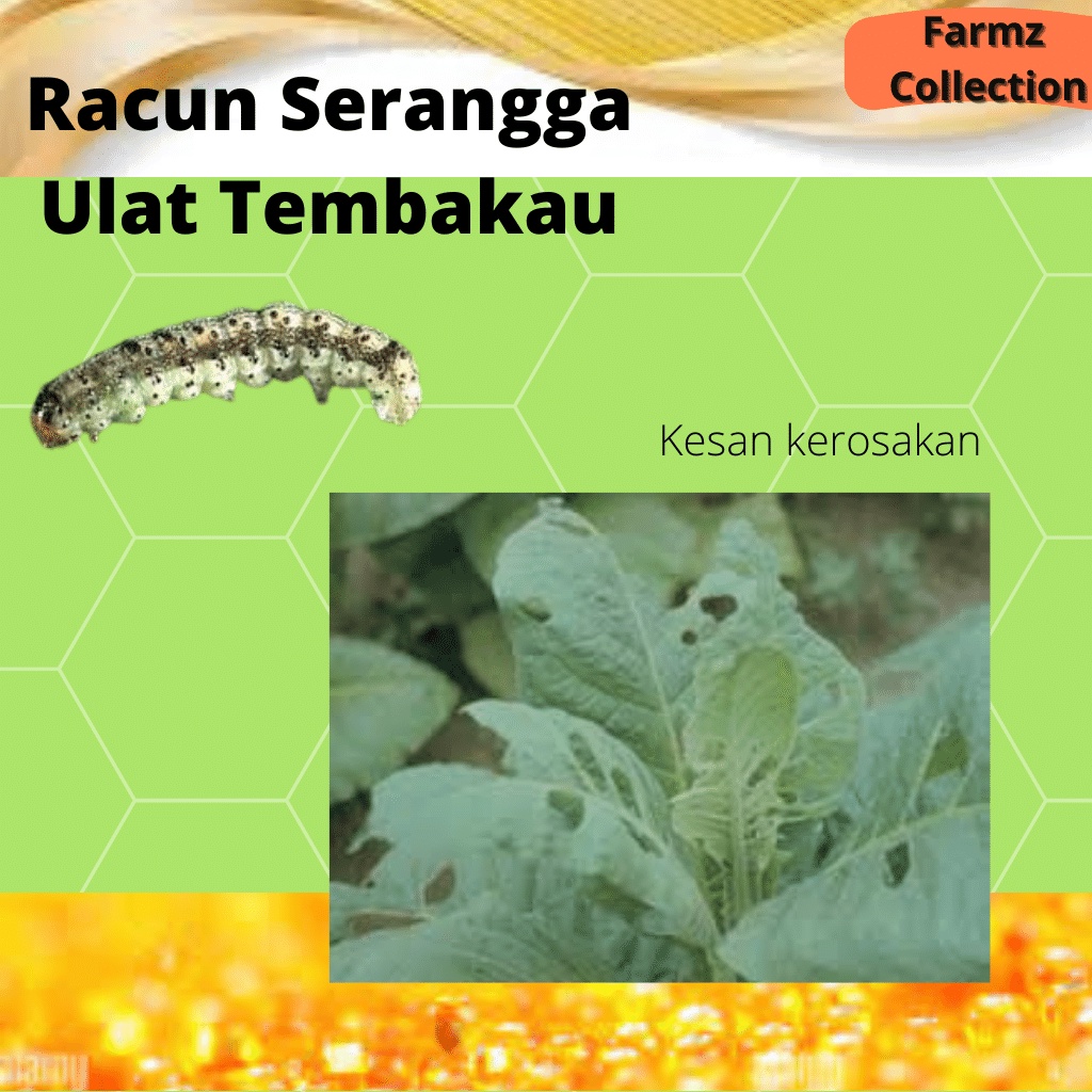 Racun (Tobacco Budworm) Terbaik untuk membunuh serangga perosak tanaman