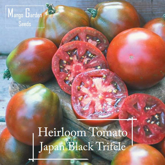 *Rare* Heirloom Tomato Japanese Black Trifele seeds 10 seed *Pot Friendly* Tanam Pasu, Biji