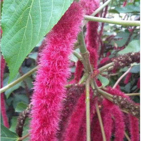 Cutting/Anak Pokok Bunga Ekor Kucing (Acalypha Hispida)Live plant🌱