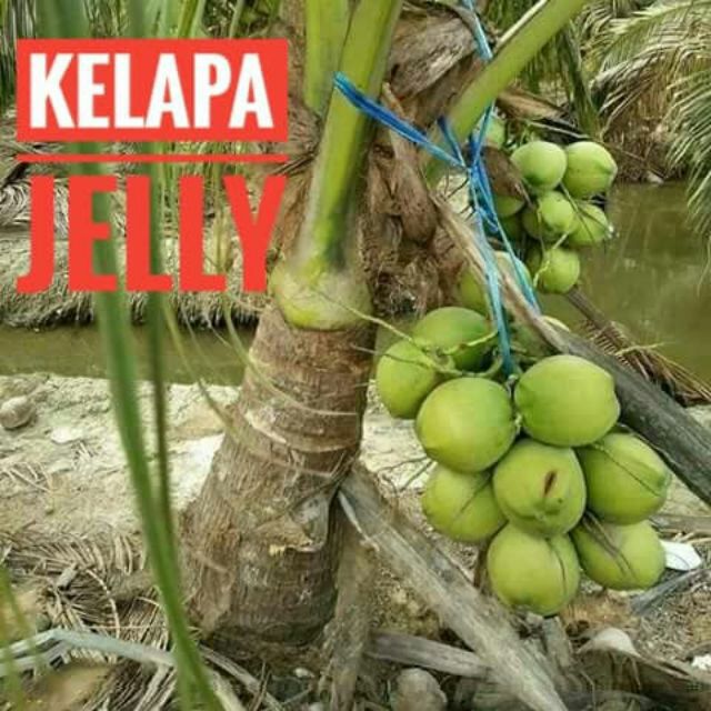 Az Pokok Kelapa Jelly Mempunyai Jelly Semulajadi Shopee Malaysia