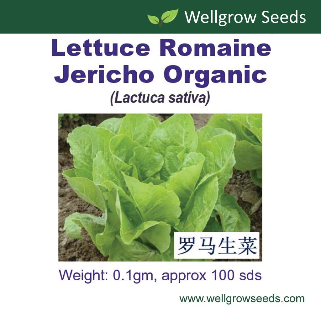 Romaine Lettuce Jericho Organic Seeds (100 sds) 罗马生菜 Biji Benih Salad Lettuce Selada Vegetable Seeds Wellgrow Seeds