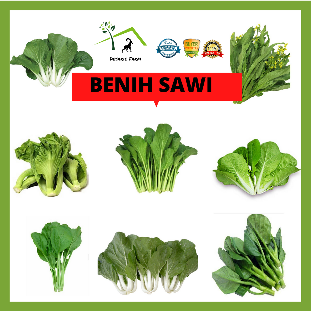 9 Biji Benih Sayur Sawi Mudah Tanam  Shopee Malaysia