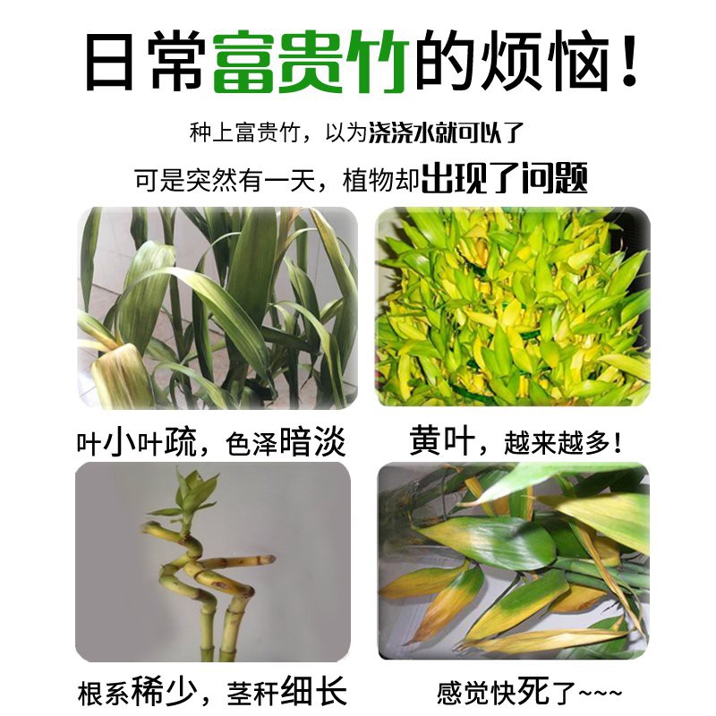 Nutrient Solution富贵竹营养液专用水培植物水养家用肥料通用型专用肥养生根水室内