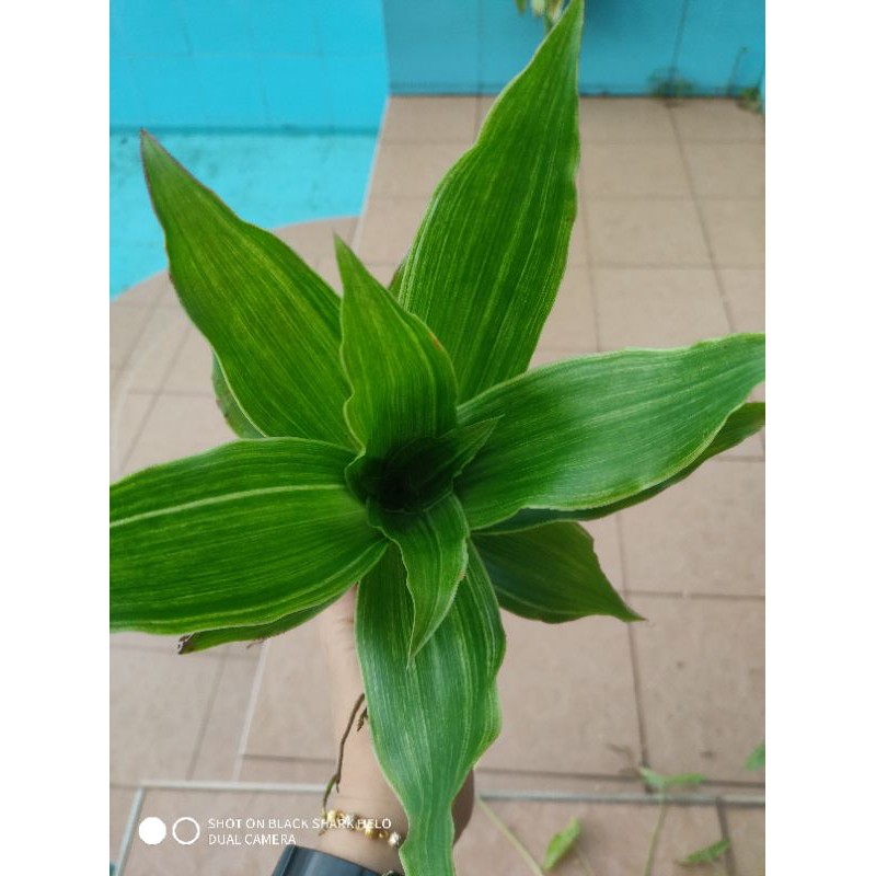 Callisia Fragrans (Basket Plant) Shopee Malaysia