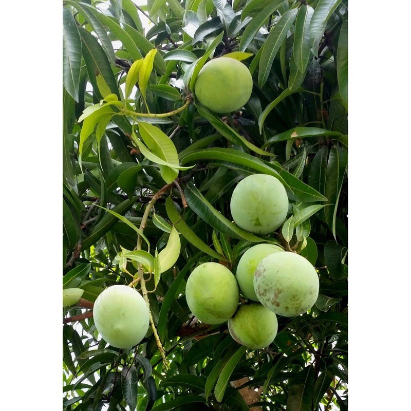 Buah Mangga Epal / Mango Apple / Mangga Epal Muda 1 Kg | Shopee Malaysia